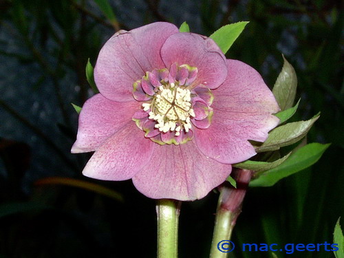 helleborus hybr